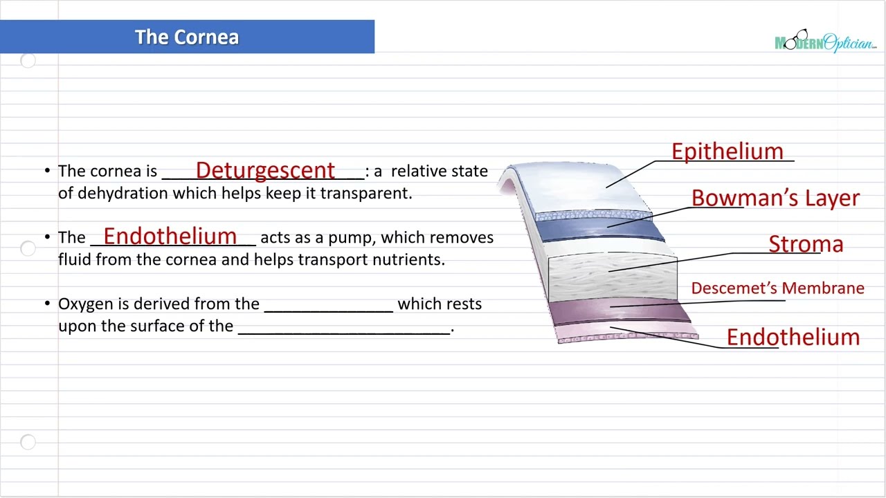 Optician Training: The Cornea (Ocular Anatomy Lecture 2)