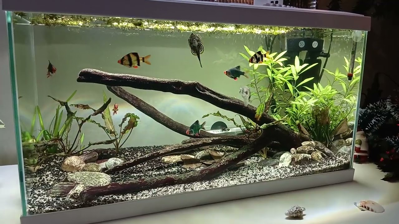 Petit visuel du 54L