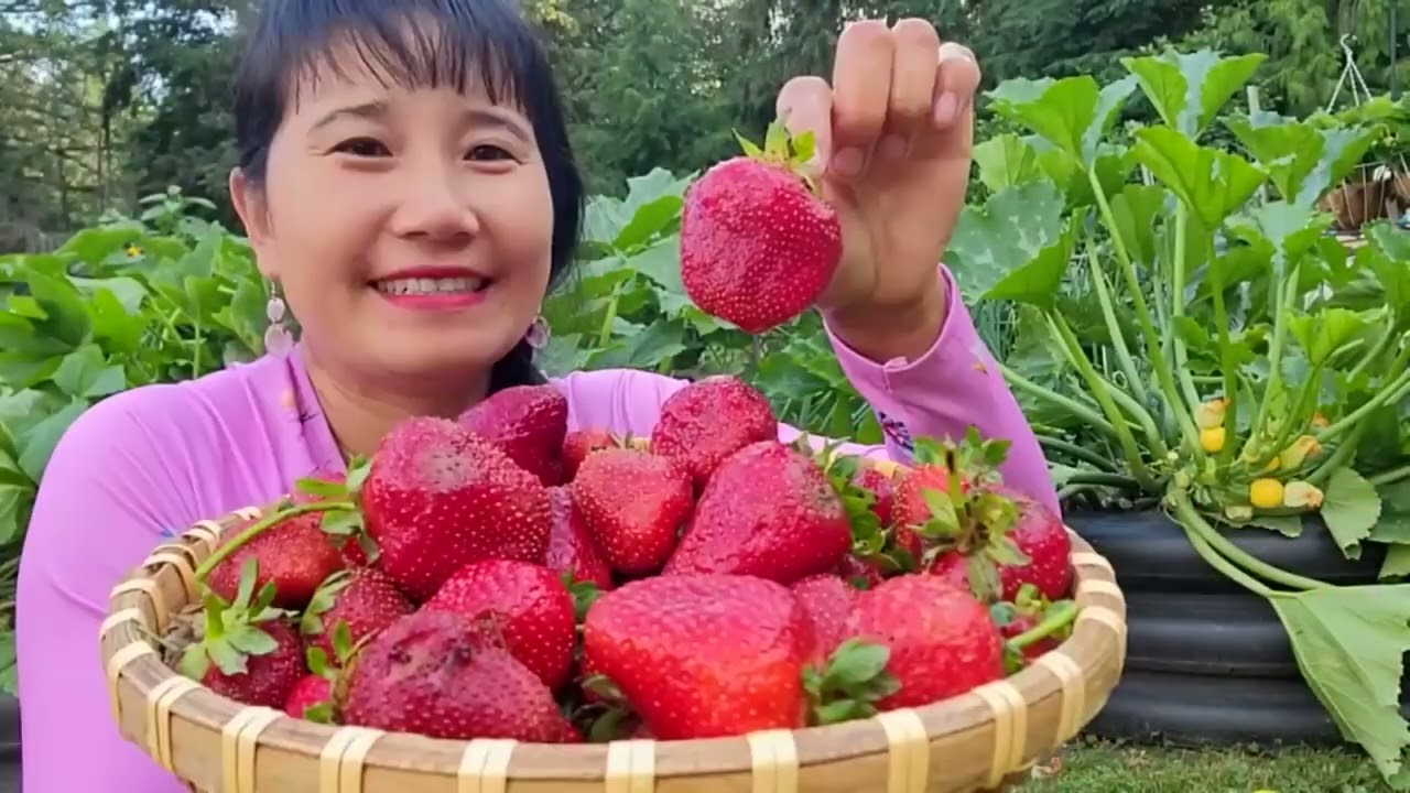 FULL VIDEO, THU HOẠCH DÂU TÂY VƯỜN NHÀ,MẬN TÍM