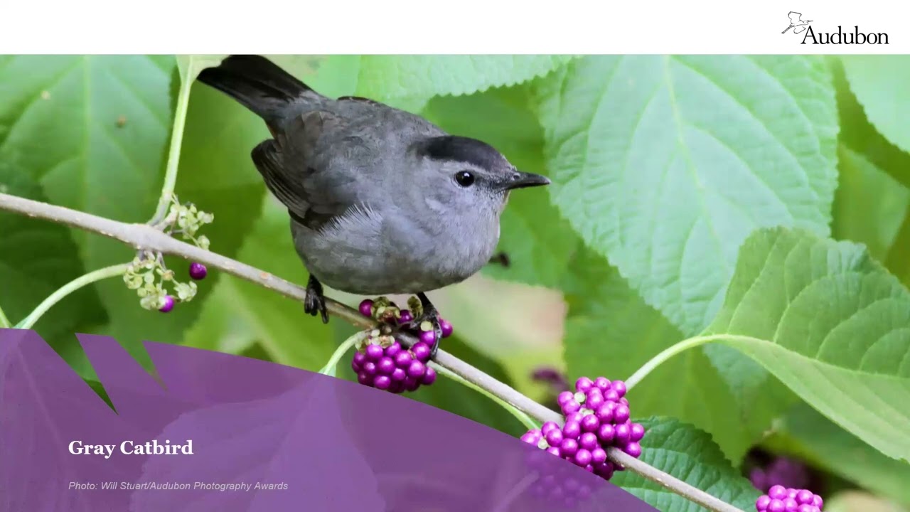 The Magic of Migration at Corkscrew Swamp Sanctuary