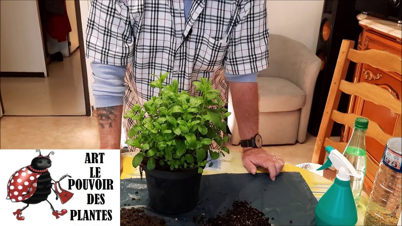 Jardinage d'intérieur: Culture et division menthe poivrée: Plante vivace