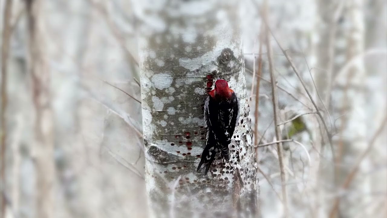 Quinsam River Hatchery Trail