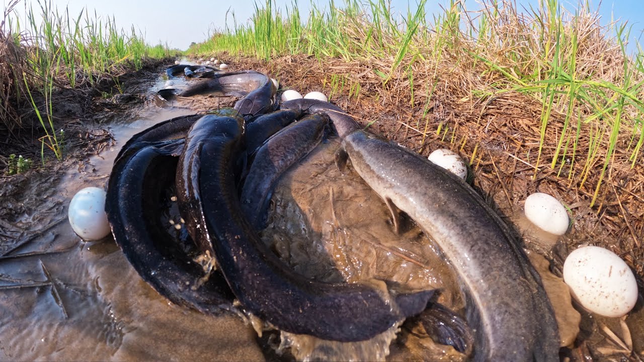 Best Hand Fishing - Amazing man catch a lot of fish & pick eggs in mud water in field by skills hand