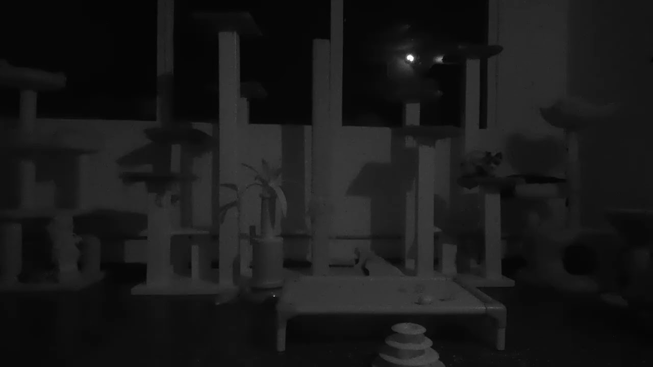 Cats in a Room | Calm Background Video