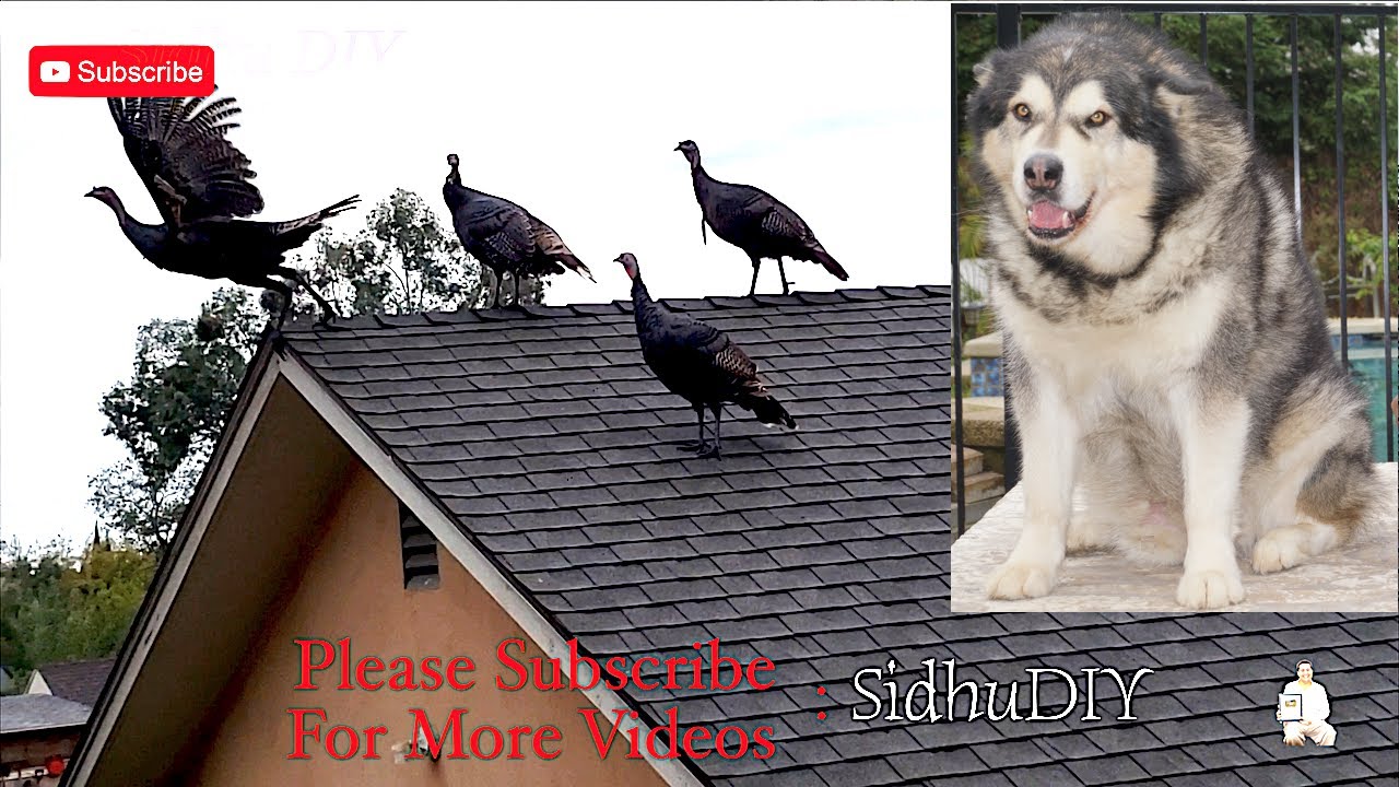 Alaskan Malamute Running After Turkey