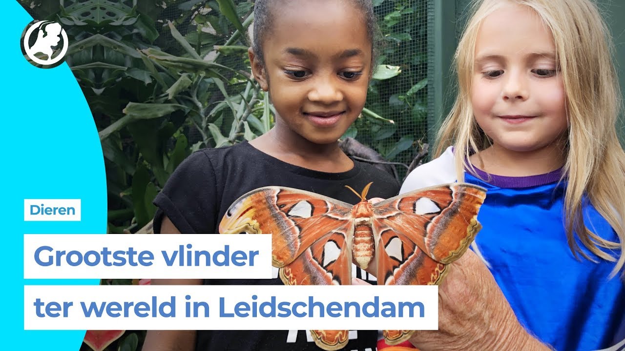Laatste kans om Atlasvlinder te bewonderen