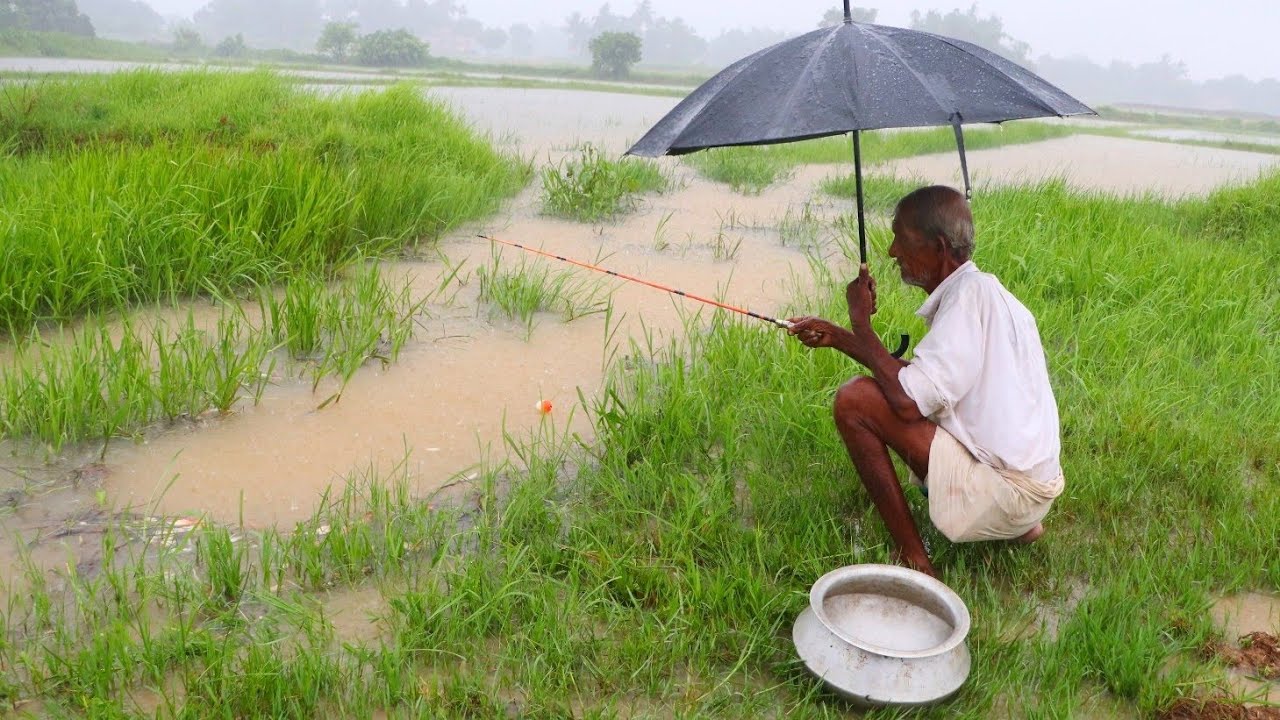 Fishing Video || Grandpa is fishing in the field canal in the pouring rain || Best hook fishing