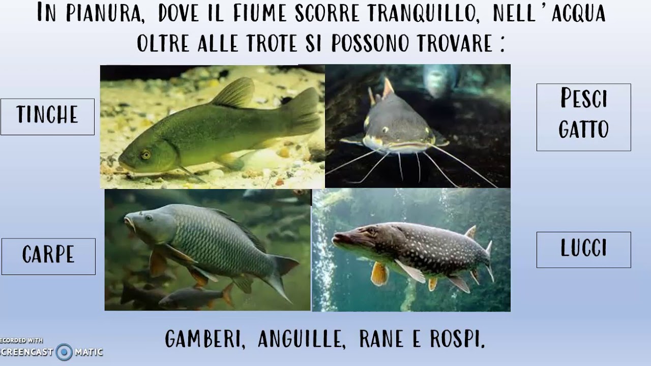 La vita sul fiume