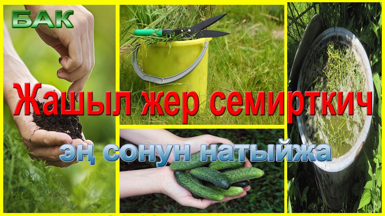 Эң пайдалуу жашыл жер семирткич. Даярдоо ыкмасы. Пайдалануу.Эки вариант