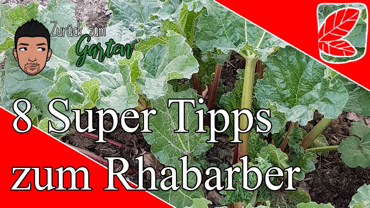 8 Super Tipps zum Rhabarber - Quick Tipp #6