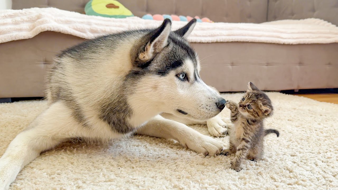 Giant Husky Reacts To Meeting New Tiny Kitten For The First Time! [CUTEST REACTION EVER]