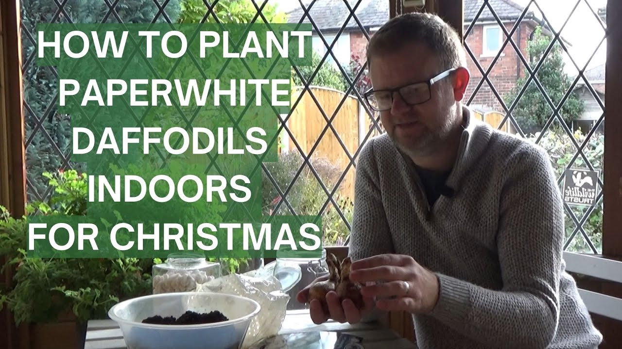 Planting Paperwhite Daffodils Indoors | EASY Flower Bulbs to Plant Now | Christmas Gift Ideas