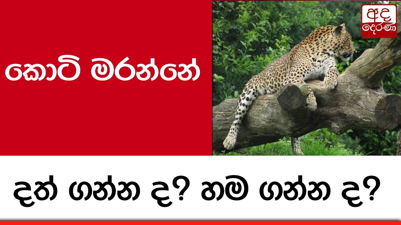 කොටි මරන්නේ දත් ගන්න ද? හම ගන්න ද?