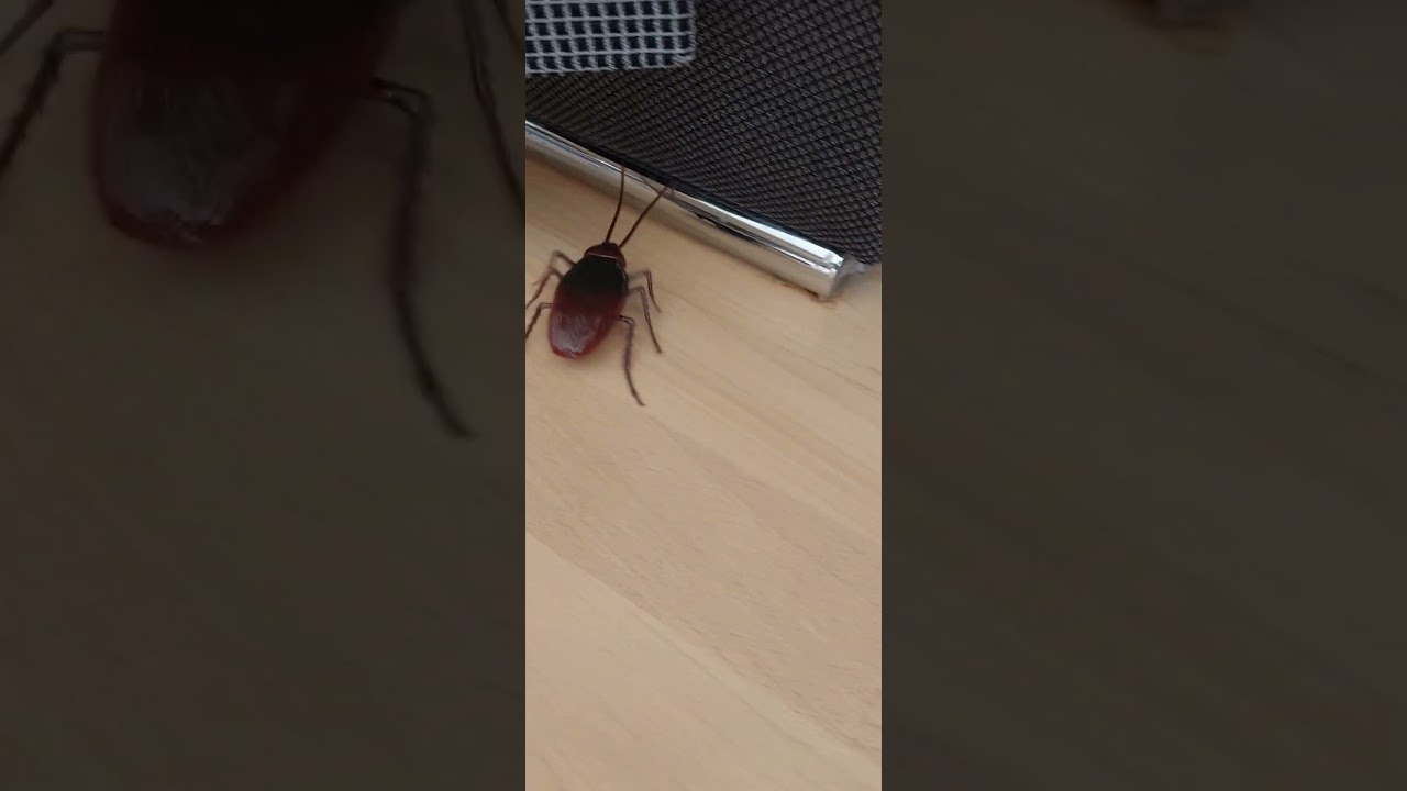Smokybrown cockroach # toy# shorts
