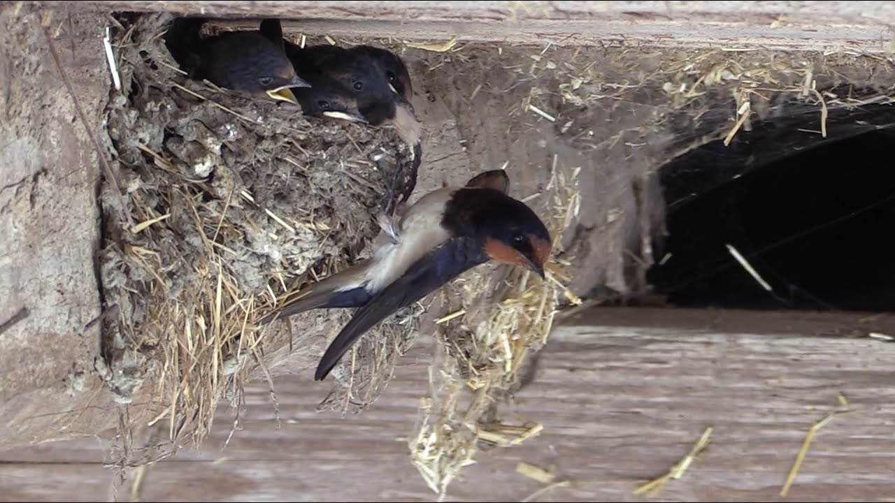 NOCH gibt es sie - Die Schwalben | Das Schwalbenfreundliche Haus in Meißenheim