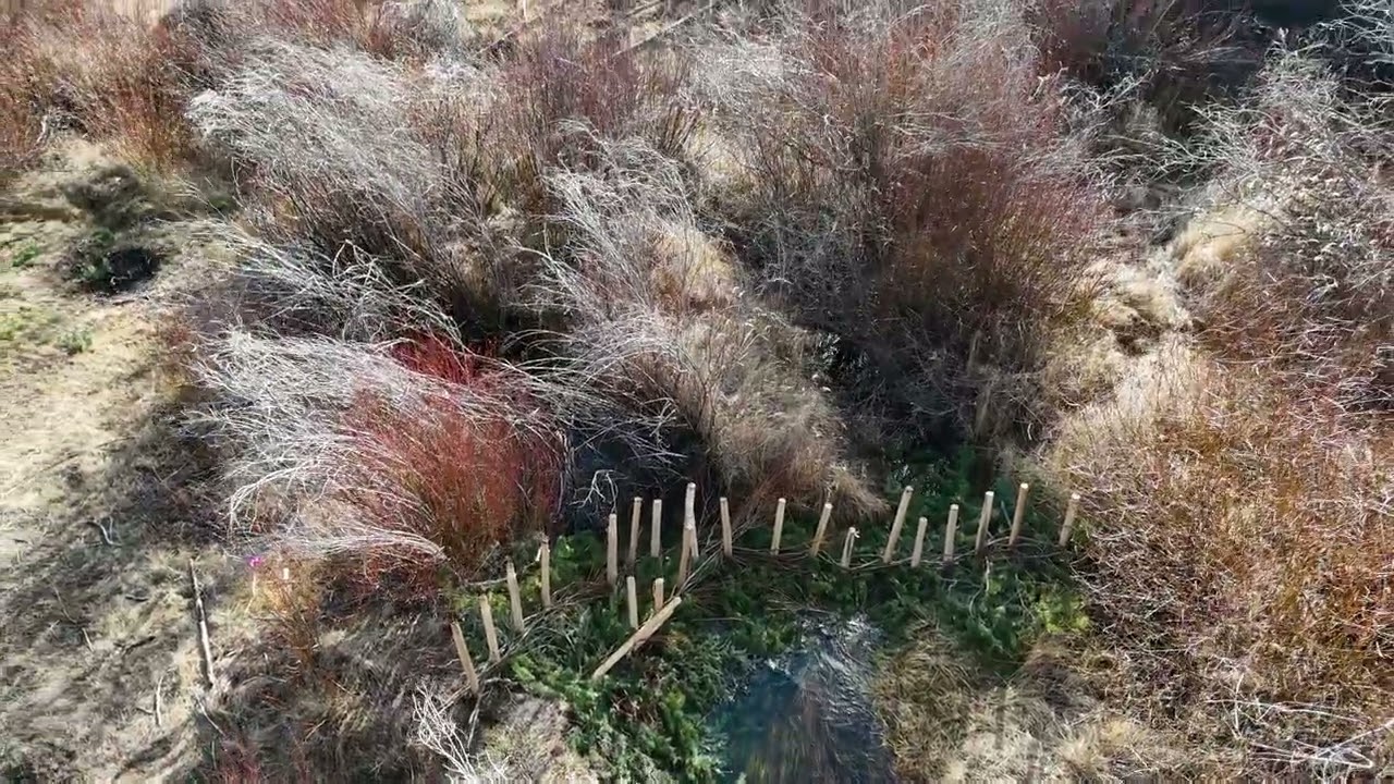 Upper Guichon Creek - November 7, 2025