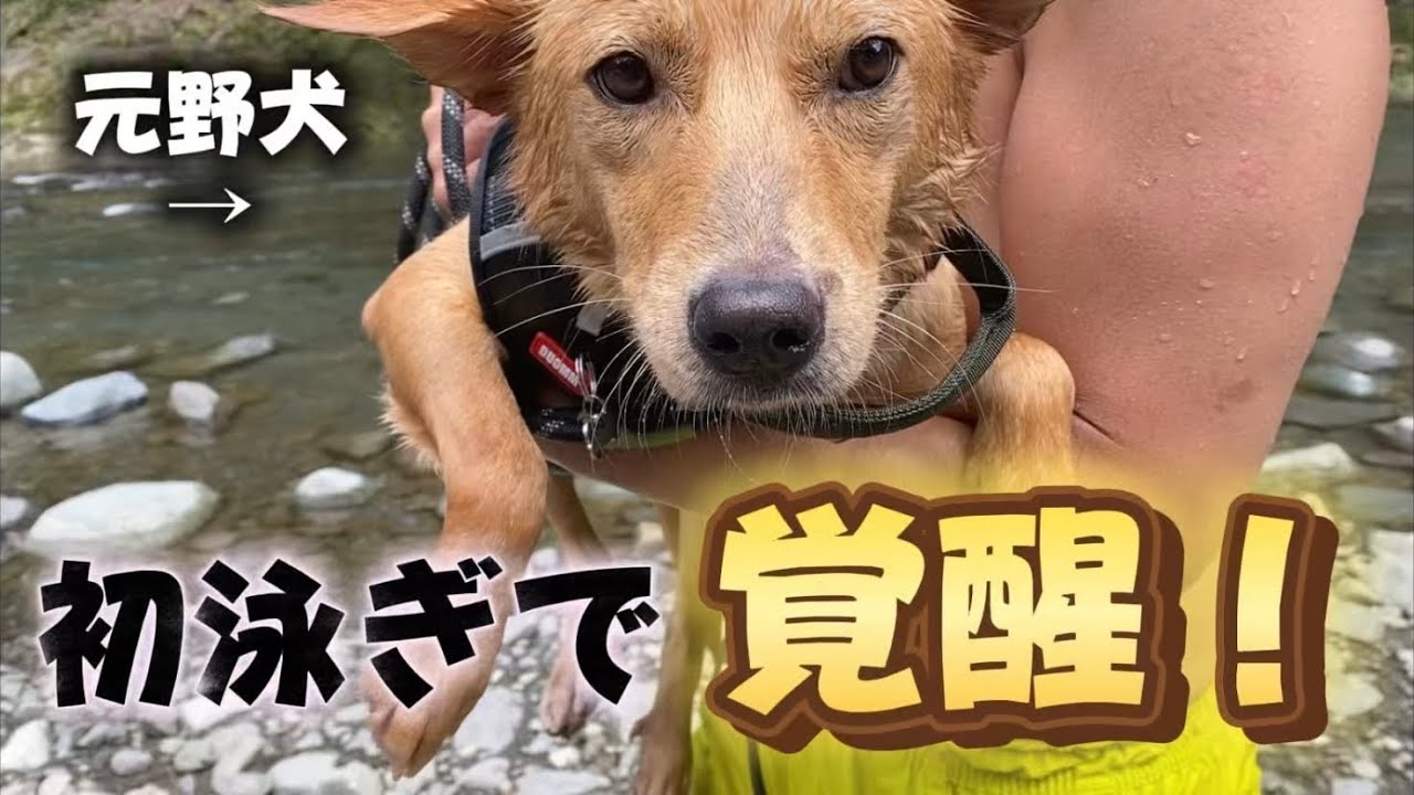 【元野犬】はじめての川で『覚醒』したイヌ