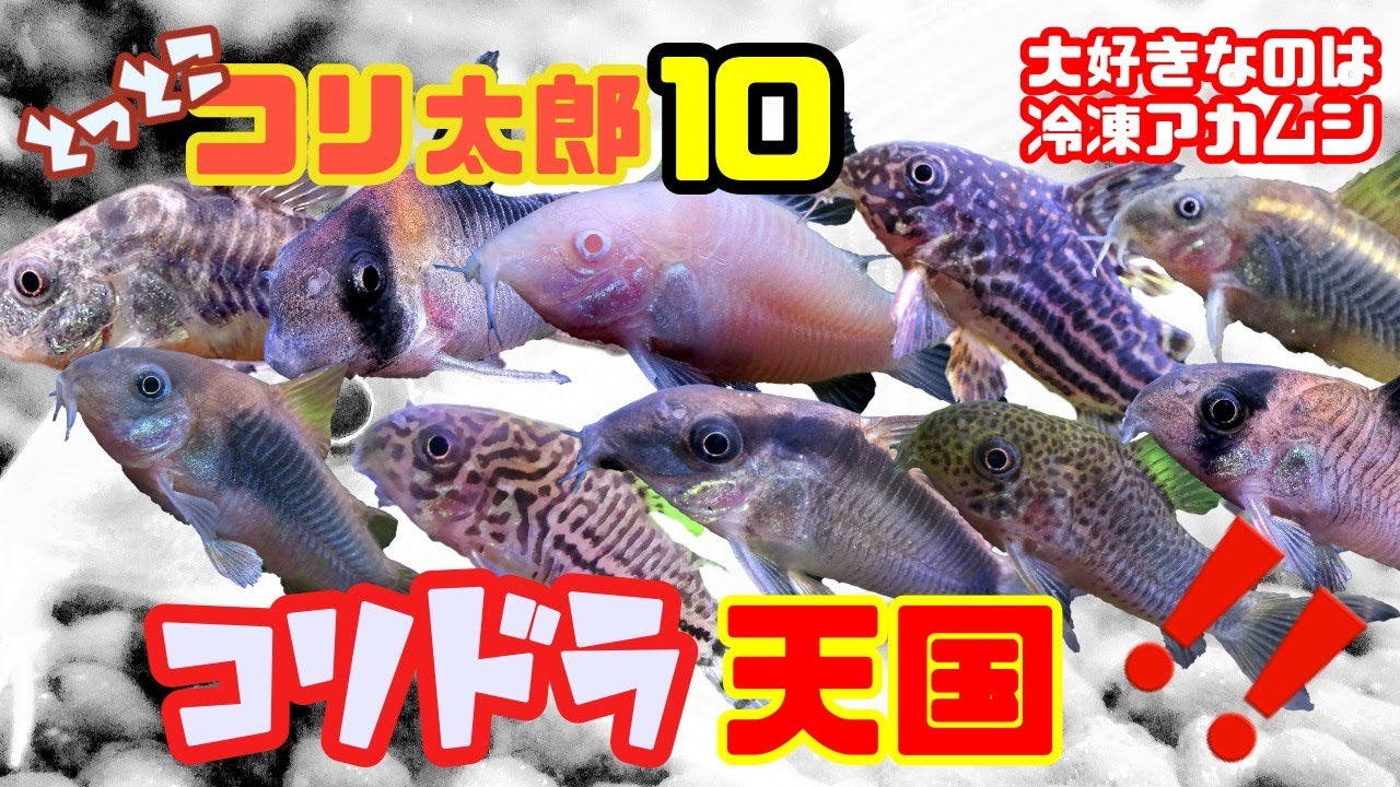 【アクアリウム/コリドラス水槽】 寄生虫をやっつけた高濃度塩水浴から20日/コリドラスアークアタス追加導入/コリドラスの腸呼吸なぜ/ダーウィンが発見したパレアタスは本来熱帯魚ではないなど、コリ話満載