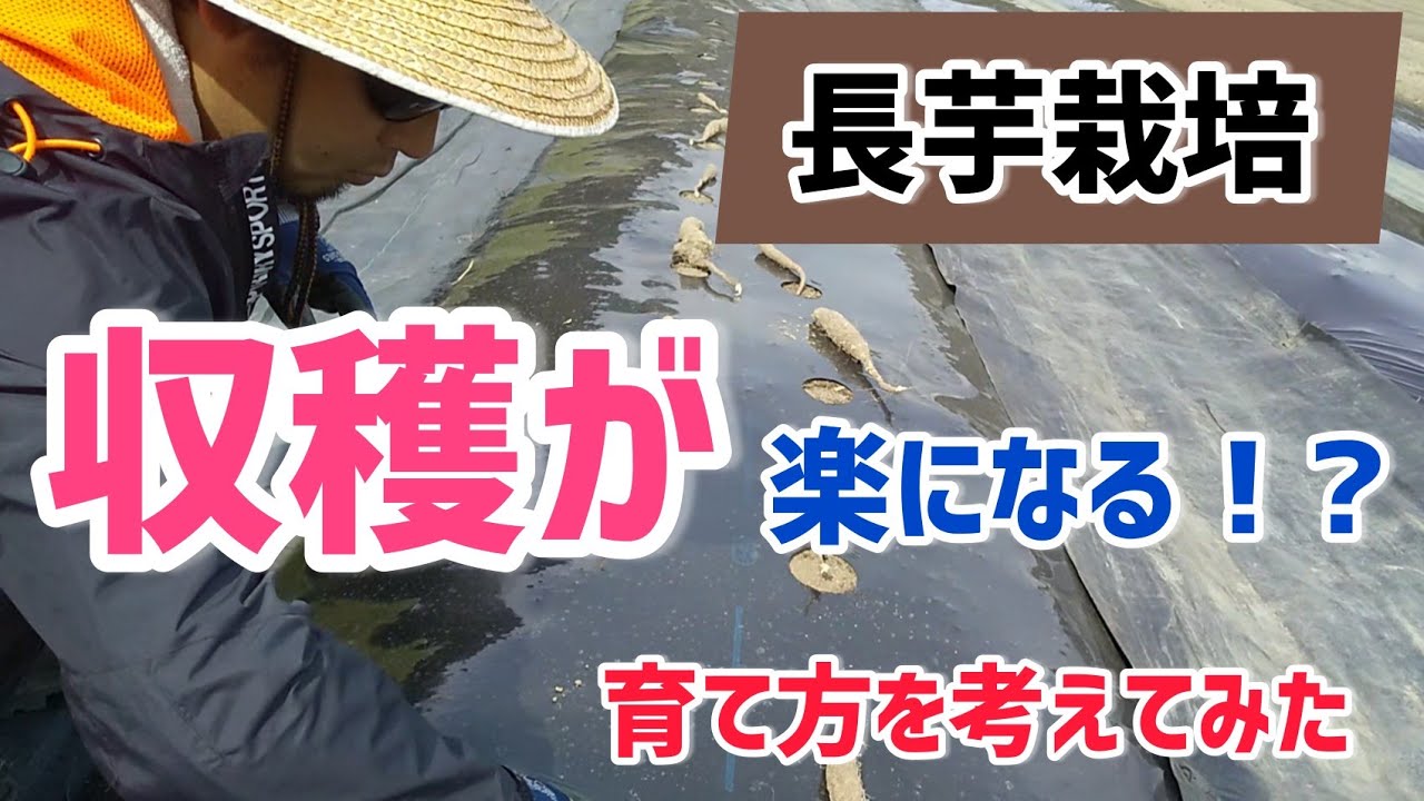 【長芋栽培】 長芋の収穫が楽になる栽培方法を考えてみた【髭サン農家】