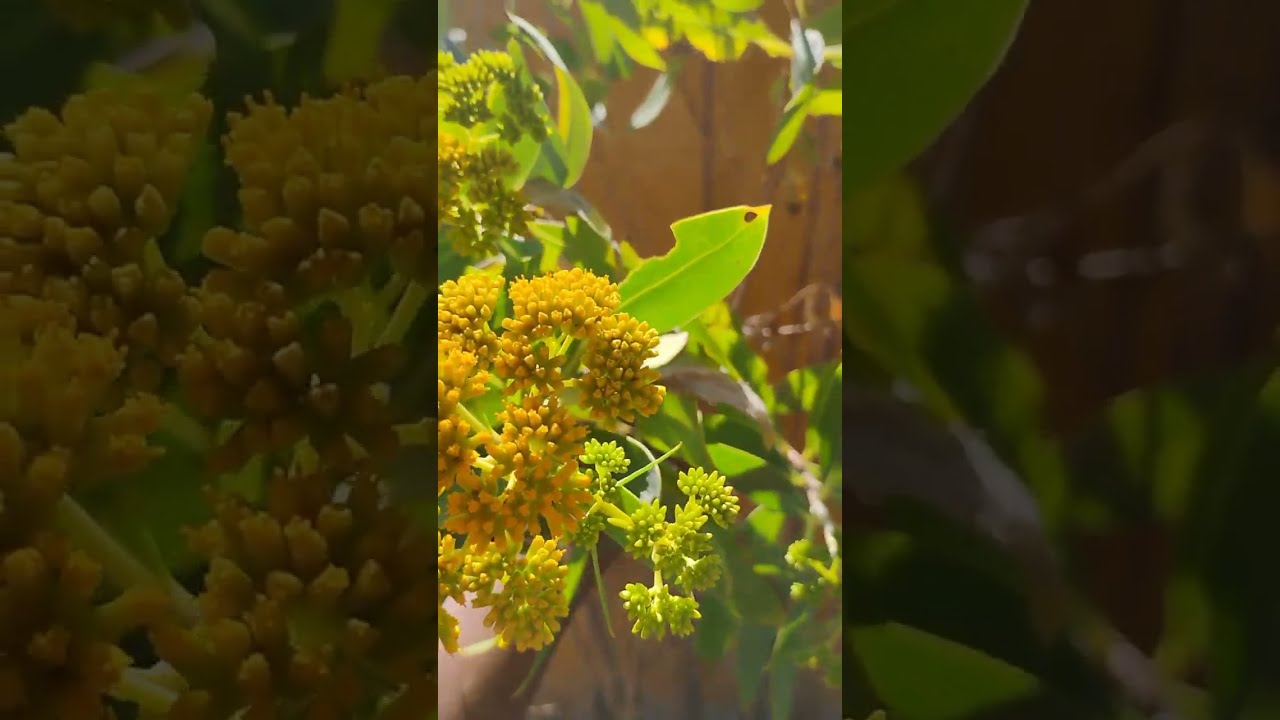 Que hermoso es el campo !