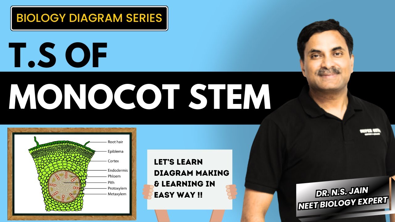 T.S of Monocot Stem | Making & Labeling in Easy Way #biology #neet #diagram #neetbiology #monocot