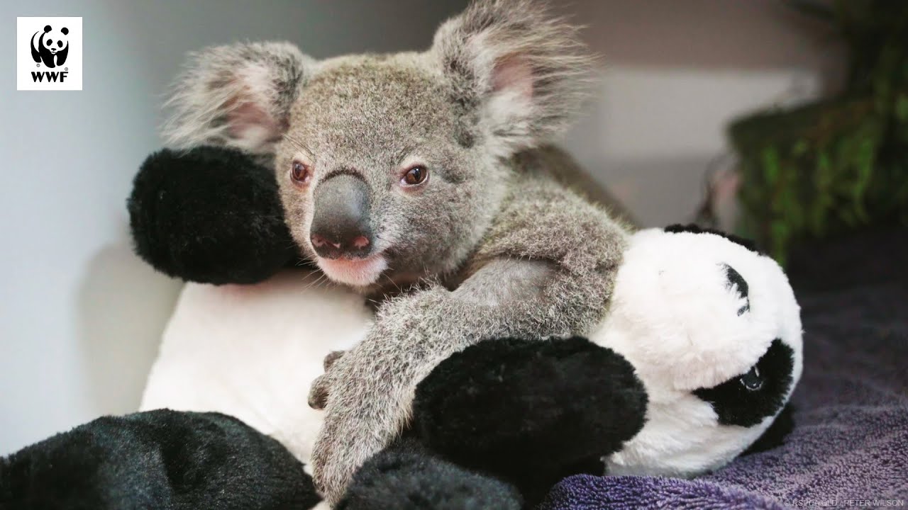 Maryanne The Very Lucky Koala 🐨 | WWF-Australia