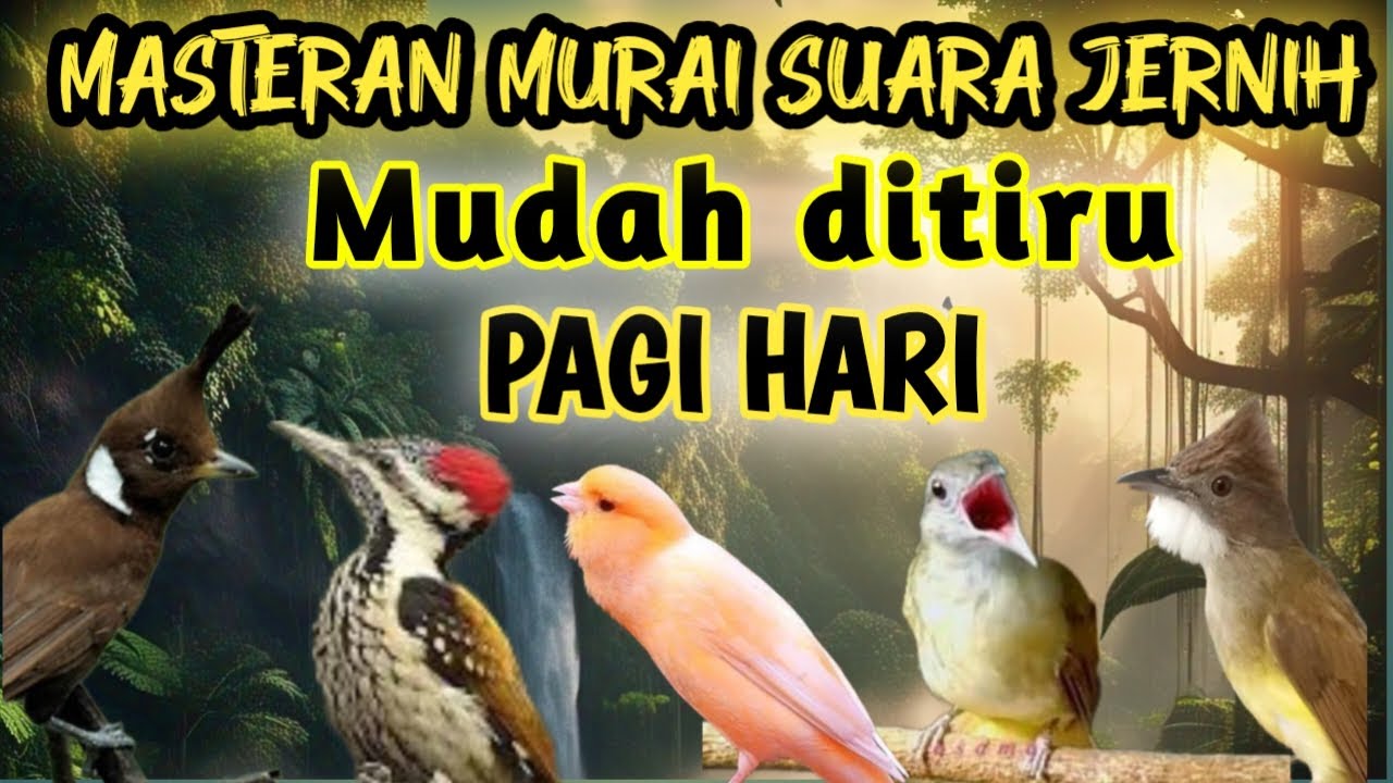 MASTERAN MURAI BATU TERBAIK SUARA FULL TEMBAKAN KASAR BIKIN MURAI MATERI MEWAH ISIAN , PAGI HARI