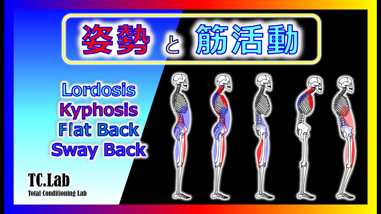 姿勢と筋活動【posture＆muscle activity】