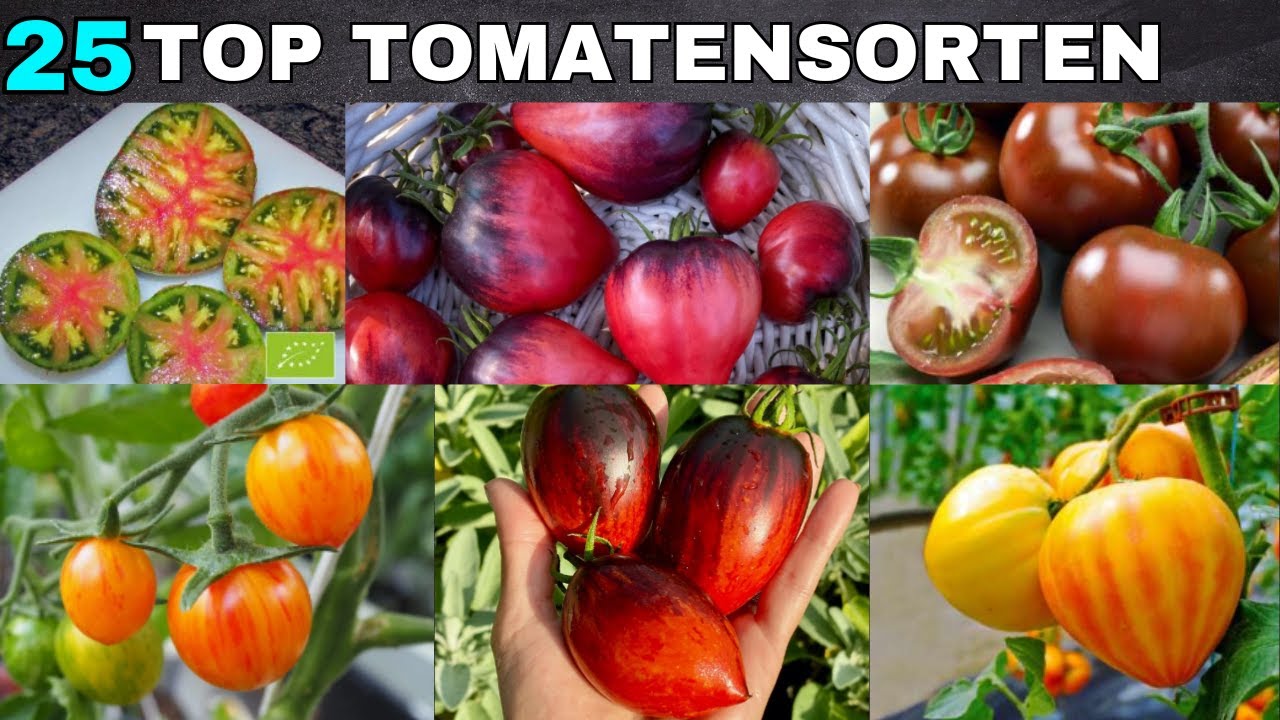 Die besten Tomatensorten für Hobbygärtner -  geschmackvolle Sorten für Freiland und Gewächshaus.