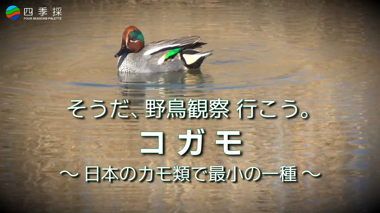そうだ野鳥観察行こうコガモ｜日本のカモ類で最小の一種のコガモ｜日本の冬の野鳥コガモ｜安曇野で観察したコガモ｜長野県安曇野市で野鳥観察したコガモ｜御宝田遊水池で泳ぐコガモのつがい