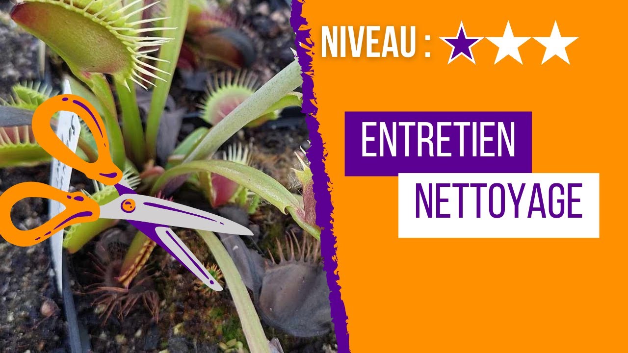 Comment entretenir et nettoyer les pièges morts de votre Dionaea muscipula - Plante carnivore