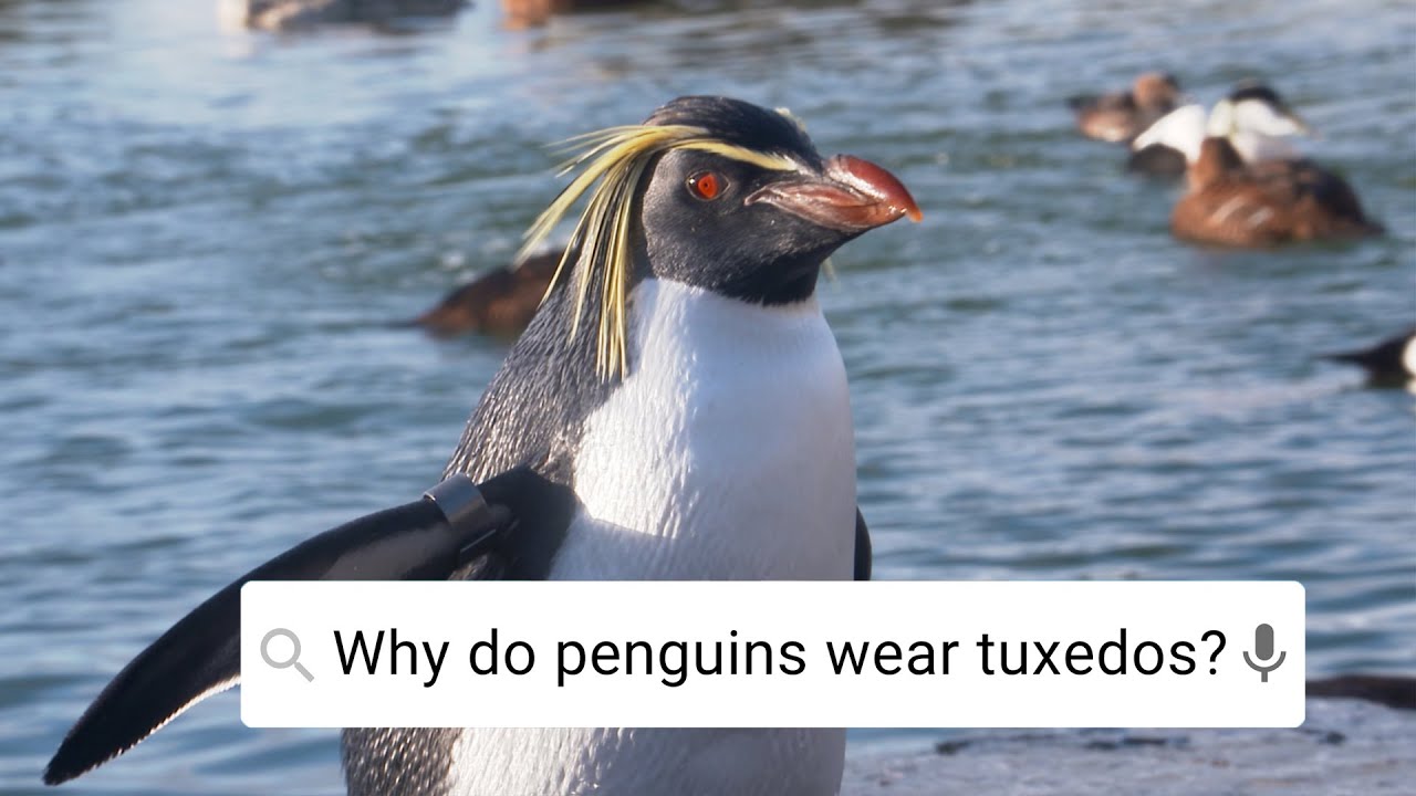 Can Penguins Fly? | Weird Animal Searches | BBC Earth