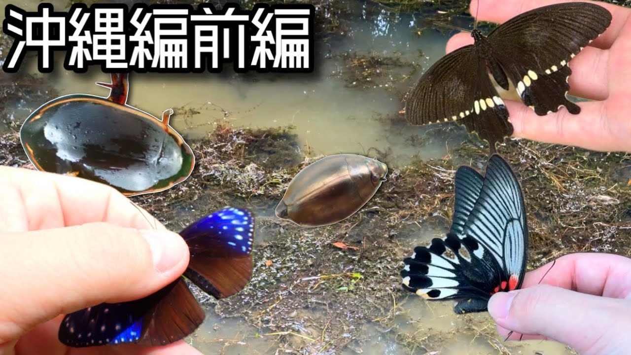 【沖縄前編】ガサガサで本州には生息していない生き物を捕獲！