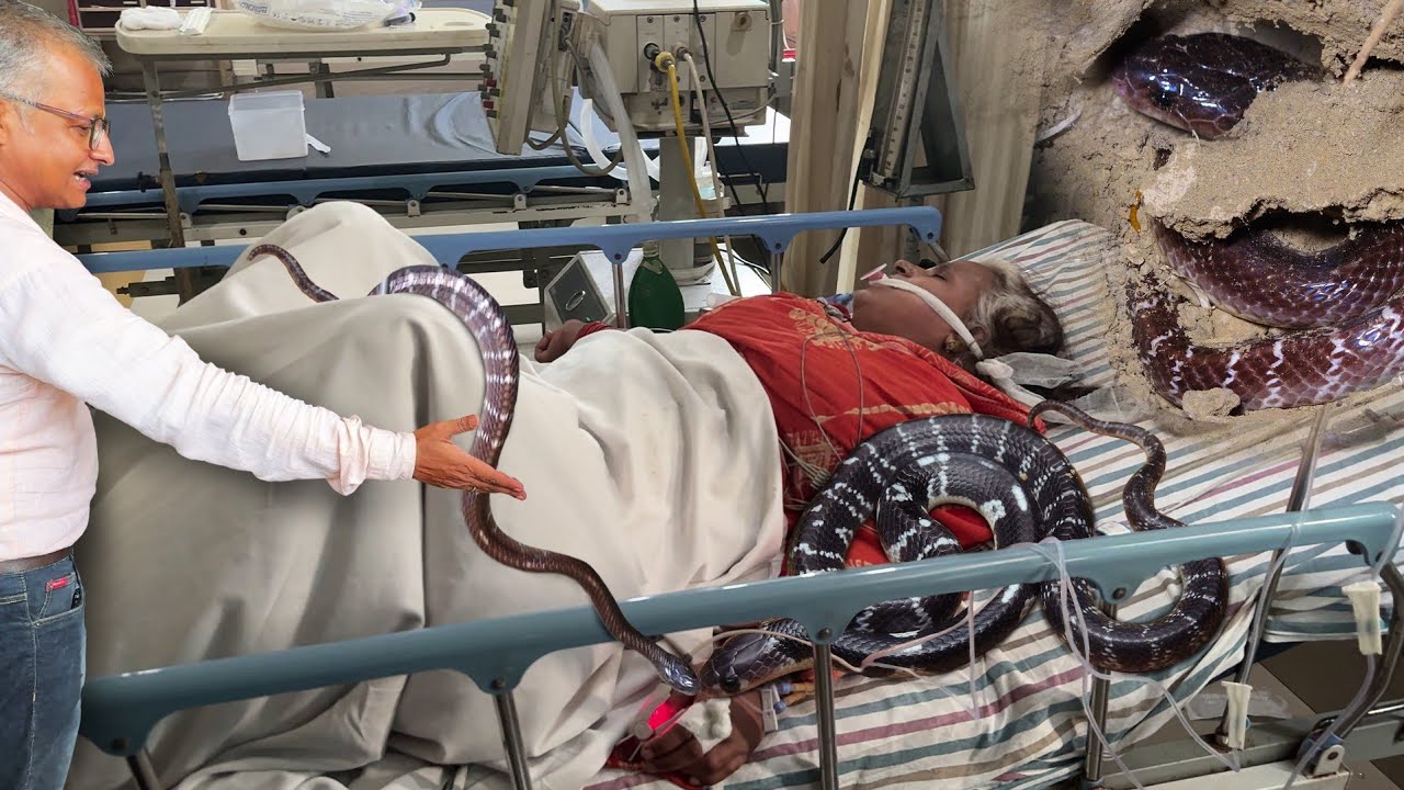 50 साल की नेत्रहीन महिला को कैसे काटा जहरीला सांप, ICU में हुई भर्ती फिर कैसे क्या हुआ। Snake Bite 🐍