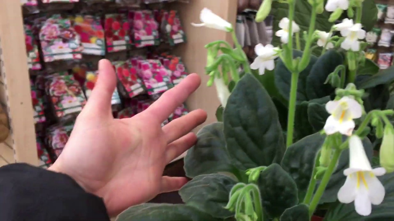 Примулины, Хириты  / Primulina, Chirita