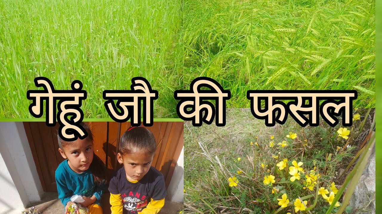 #आज का विलोग हिन्दी में 🤭🤭 ||