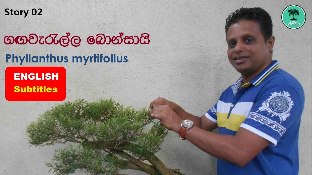 Story 2 - ගඟවැරැල්ල බොන්සායි (Phyllanthus myrtifolius Bonsai - Windswept Style)