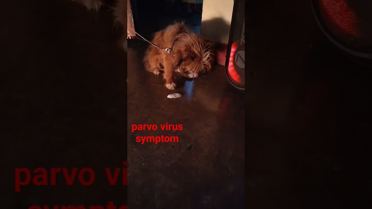 Parvo Virus Symptoms-less active,stop eating ,throwing white foam vomit #shihtzupuppies #doglover