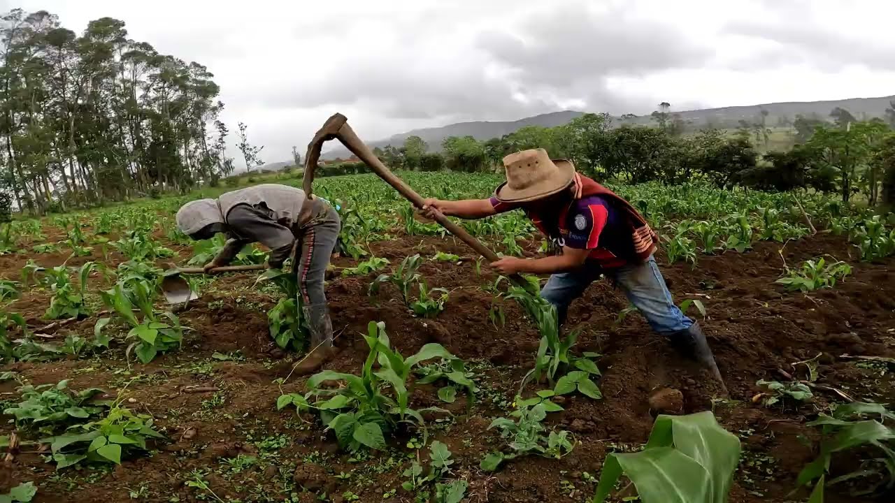 Así se CULTIVA el Maíz producto PERUANO