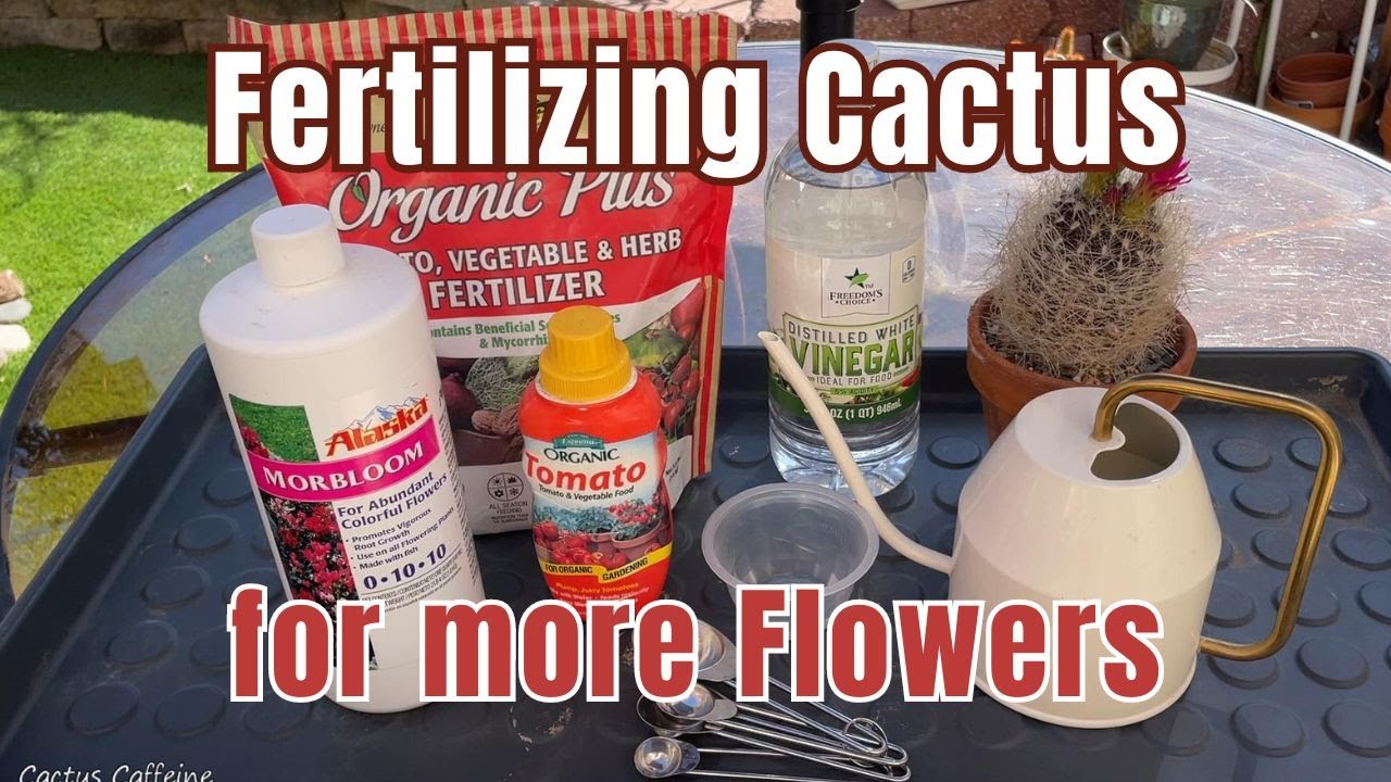 How to Fertilize Cactus to Make them Bloom