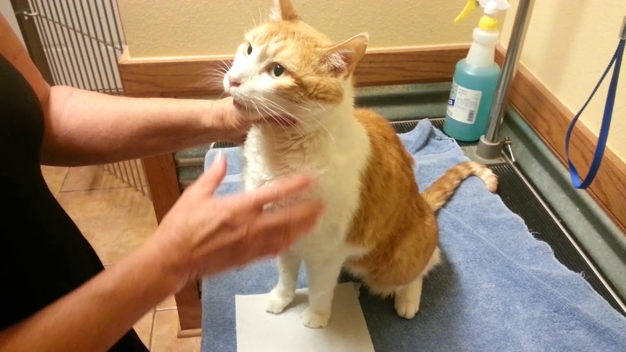 How to force feed cat