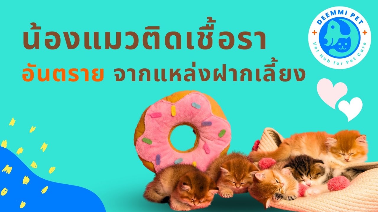 ทำไมแมวขนร่วง ติดเชื้อรา หลังเอาไปฝากเลี้ยง ฟังด่วน | สัตวแพทย์ทีม Deemmi