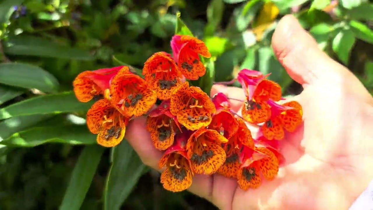 CAMINATAS Y AVENTURAS AL EXTREMO SEÑORES QUE DIOSITO ME.LOS CUIDE Y ME LOS TROTEJA A TODOS 