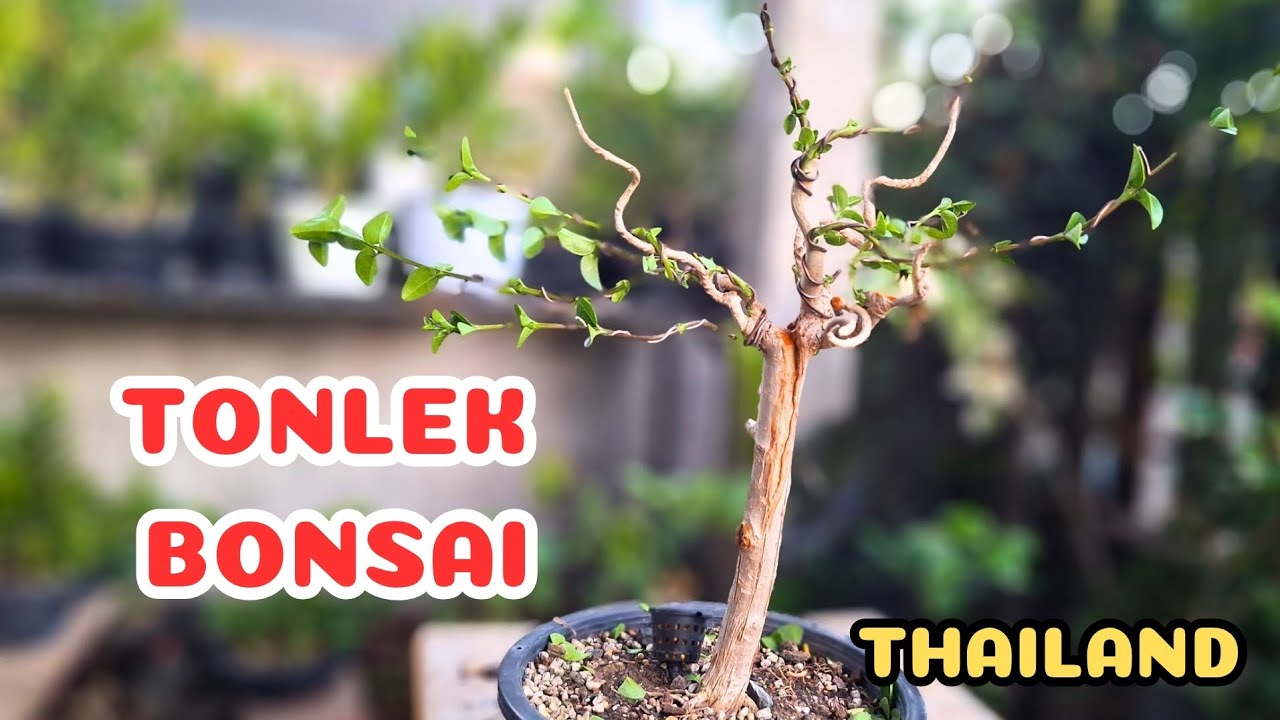 ชอบไปทางทรงลีลา #bonsai #บอนไซ #bonsaimini #ทรงลีลา #premna 