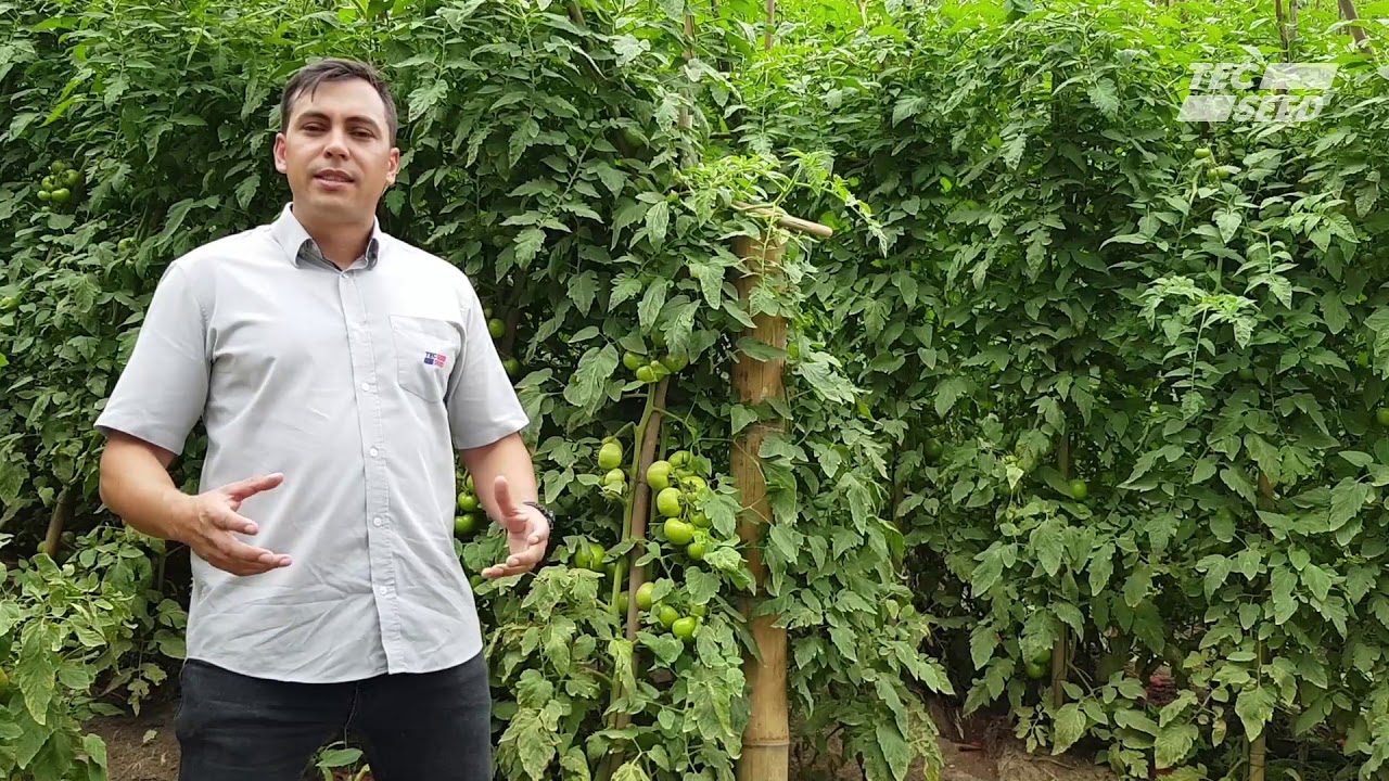 Tomate H&iacute;brido Coronel - Cerro Azul / PR - Thiago Marconato