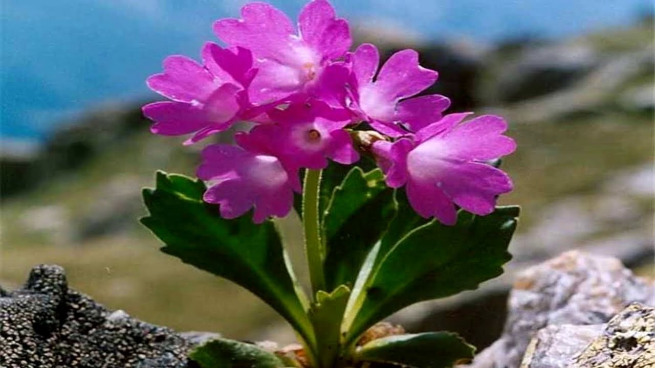 There are so many different flowers! (HD1080p)