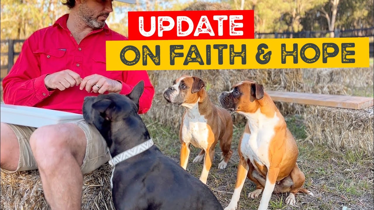 Update on Hope and Faith the Boxers