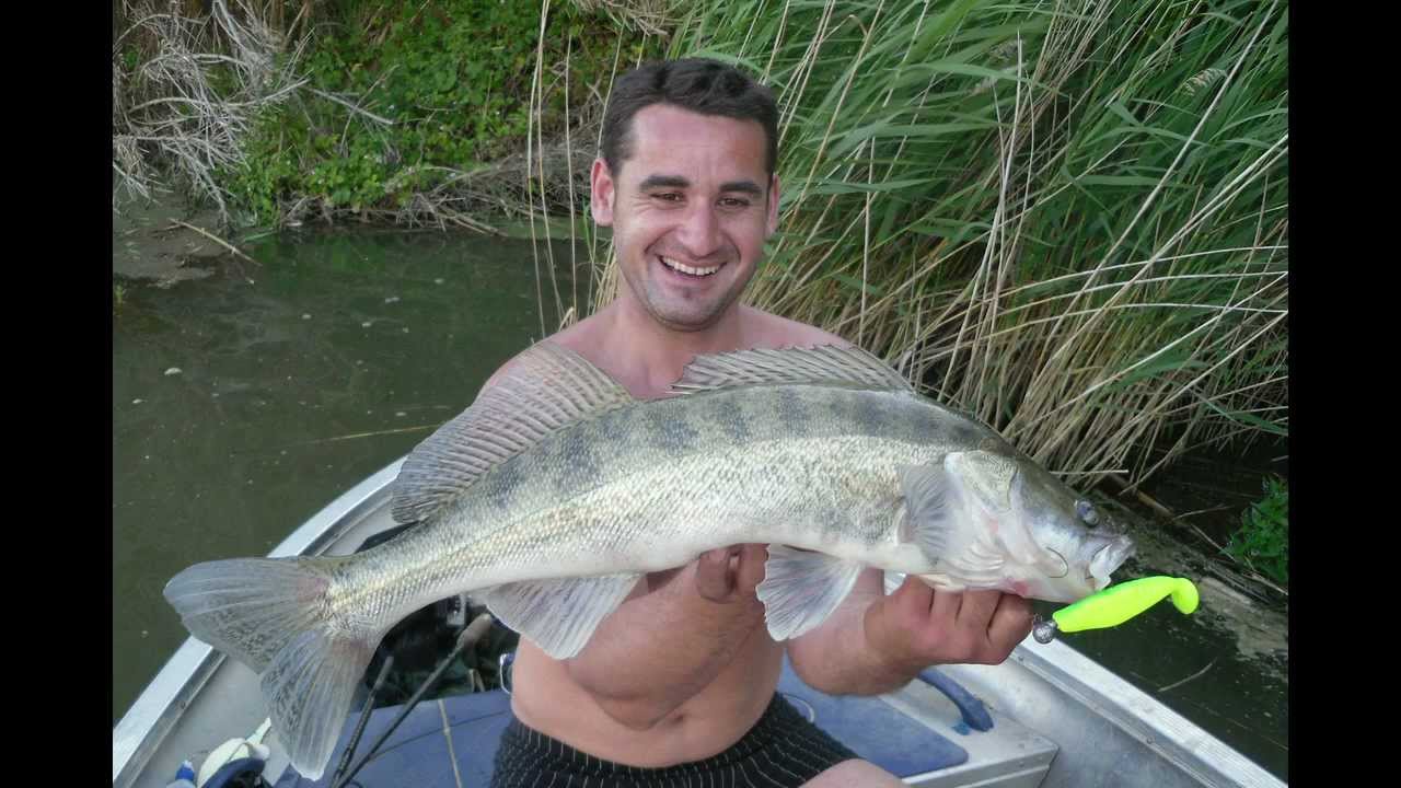 Spinnfischen auf Zander & Wels in Spanien am Ebro