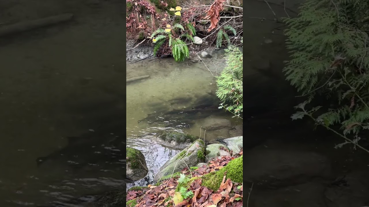 #salmon