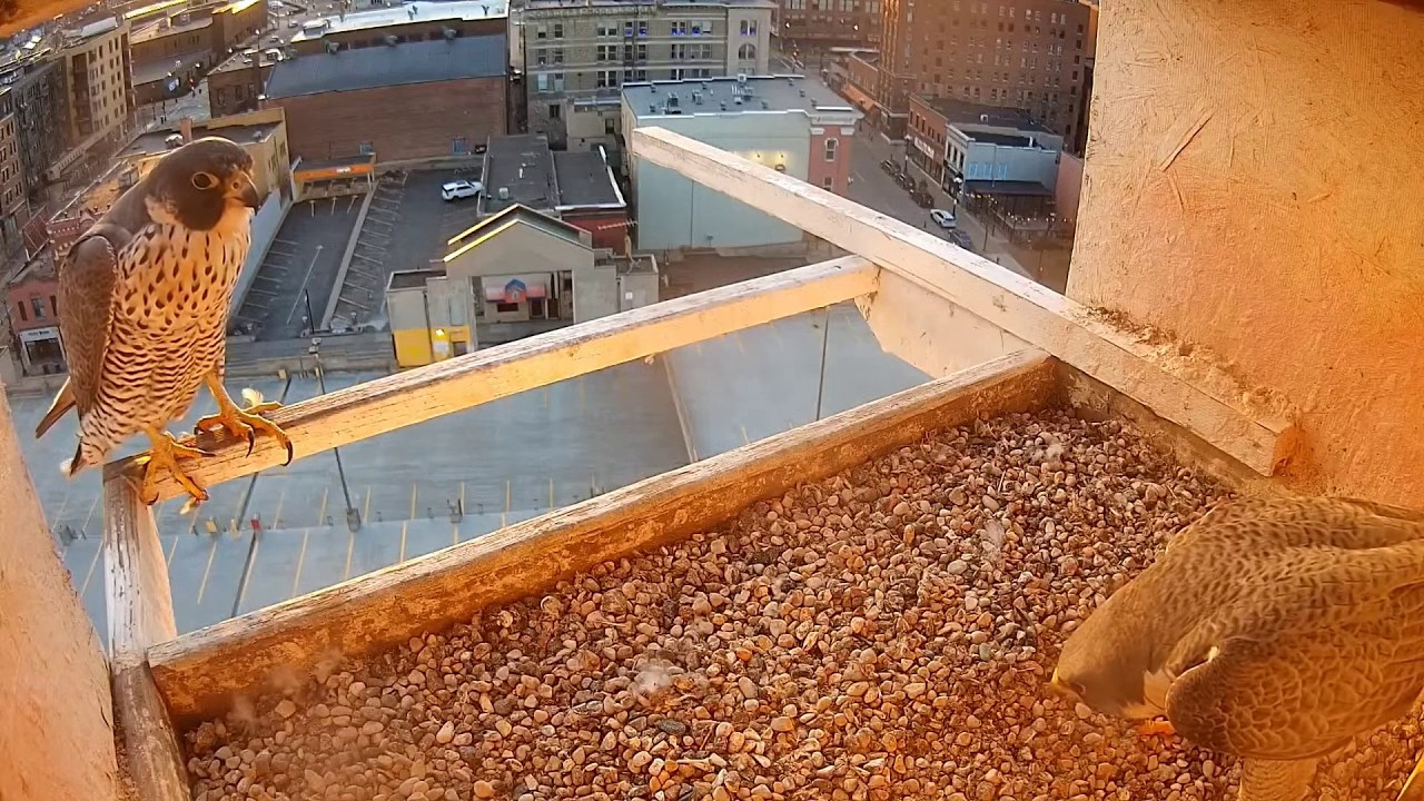 US Bank La Crosse Falcons. Morning meeting Ardy & unbanded female in the box - 03-09-2026